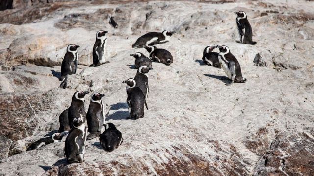 puluhan penguin ditemui mati di cape town, dipercayai akibat sengatan lebah