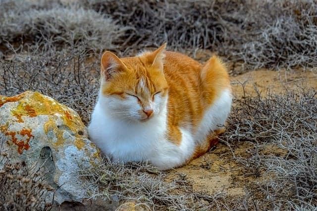 bukan pemalas, ini rupanya alasan kenapa kucing asyik tidur
