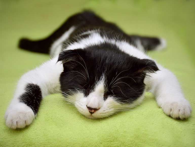 bukan pemalas, ini rupanya alasan kenapa kucing asyik tidur