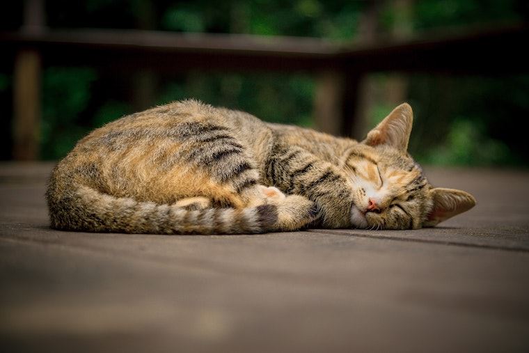 bukan pemalas, ini rupanya alasan kenapa kucing asyik tidur