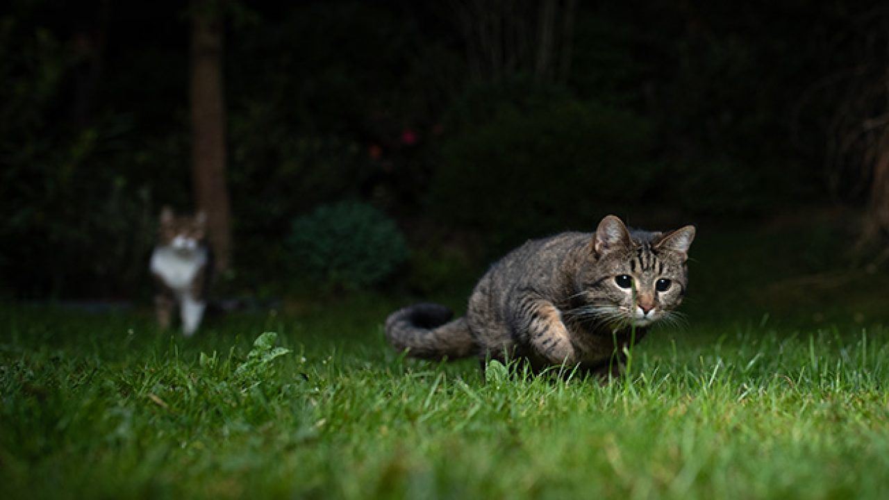 bukan pemalas, ini rupanya alasan kenapa kucing asyik tidur