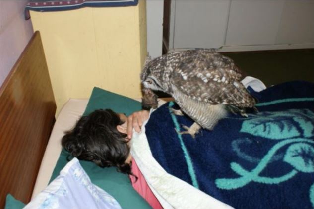 tanda berterima kasih, burung hantu bawa ‘hadiah’ pada penyelamatnya