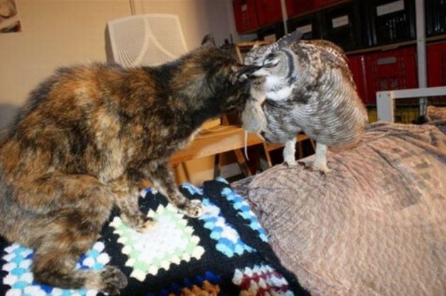 tanda berterima kasih, burung hantu bawa ‘hadiah’ pada penyelamatnya