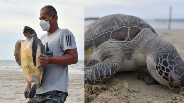 turtle found dead at terengganu beach, may have drowned after getting caught in fishing net