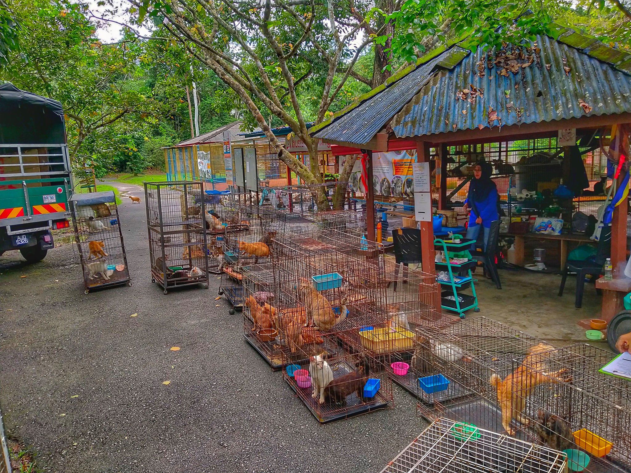 50 cats safely relocated after their owner was unable to care for them