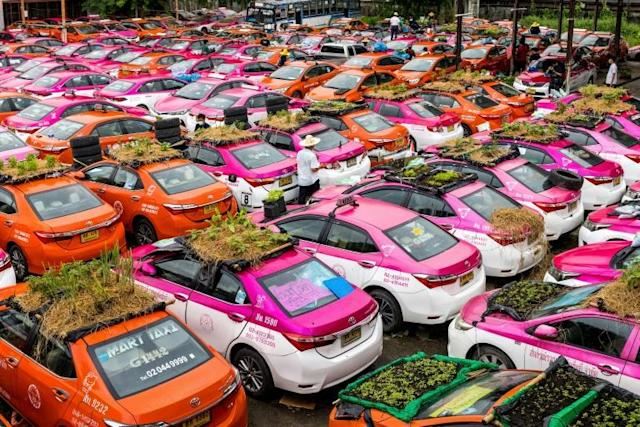 bangkok’s “taxi graveyard” is now a beautiful mini-garden growing foods for out-of-work taxi drivers