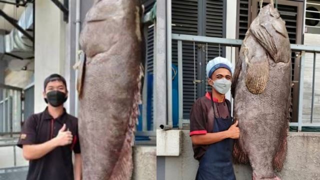 nelayan teruja berjaya tangkap ikan kerapu gergasi di perairan labuan seberat 160 kilogram