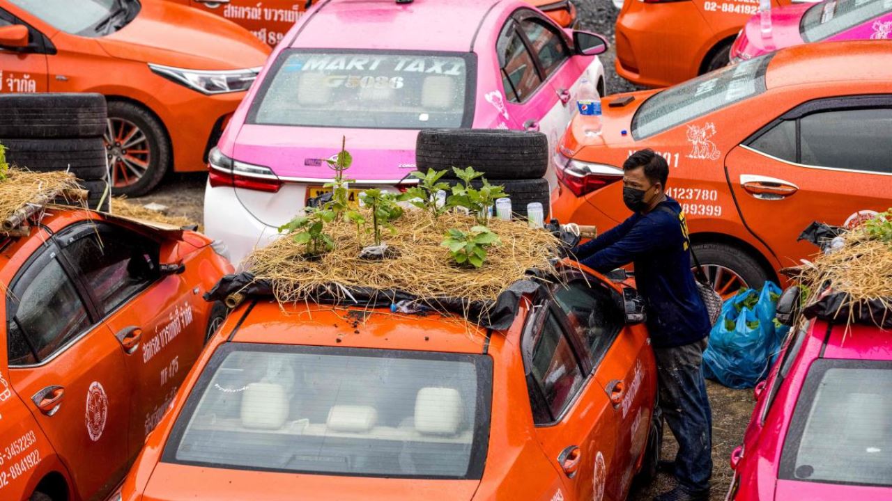 bangkok’s “taxi graveyard” is now a beautiful mini-garden growing foods for out-of-work taxi drivers
