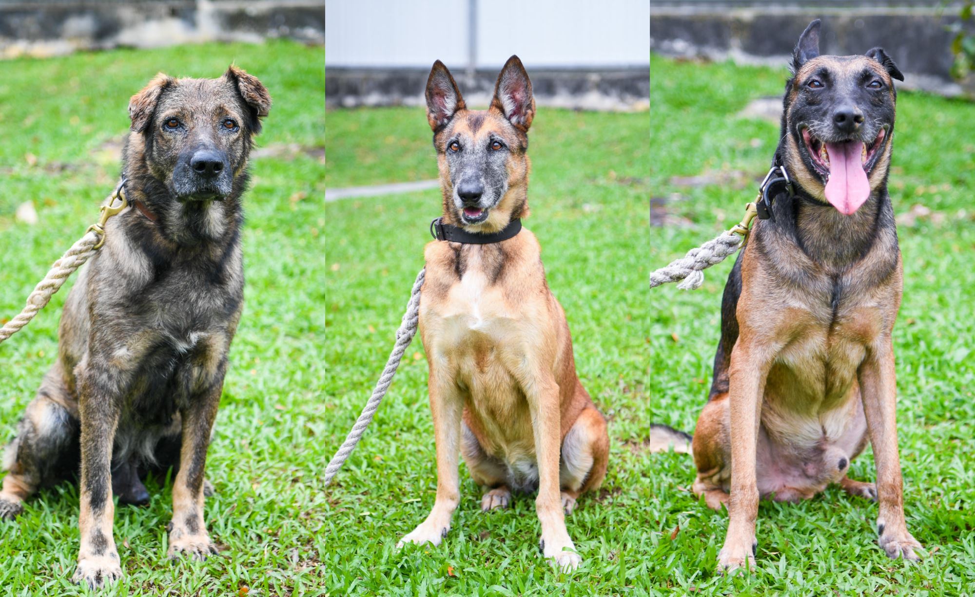 singapore armed forces is looking for a furever home for its 13 retired military doggos!