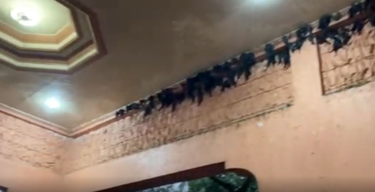 woman’s patio keeps getting visits from birds, later found out that their nest is valuable!