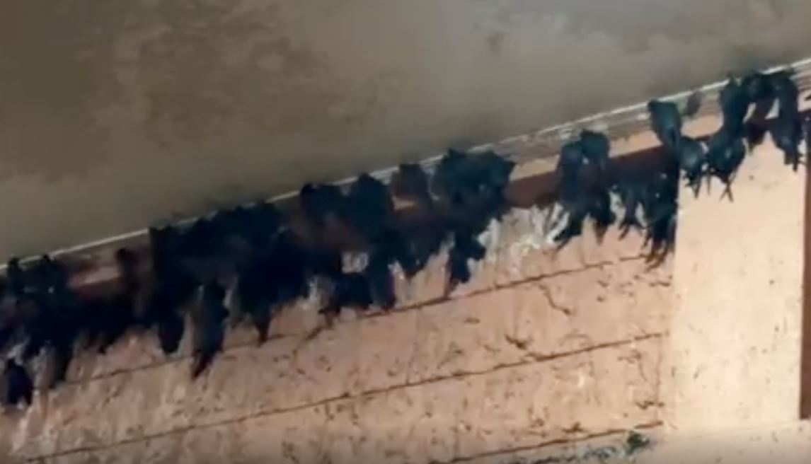 woman’s patio keeps getting visits from birds, later found out that their nest is valuable!