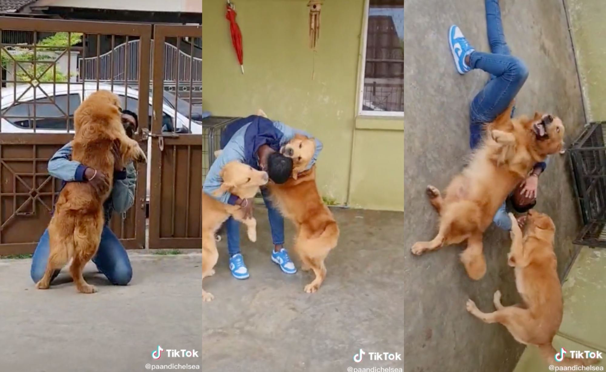 m’sian man reunited with his doggos after 486 days of being away from home