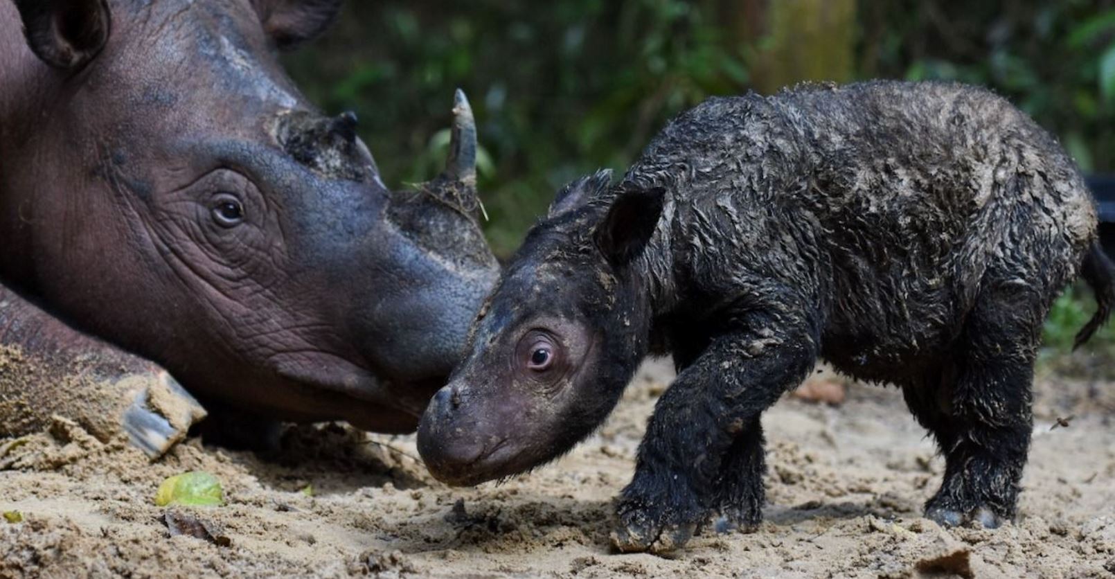 rare birth of endangered sumatran rhinos sparks hope for conservation of the species