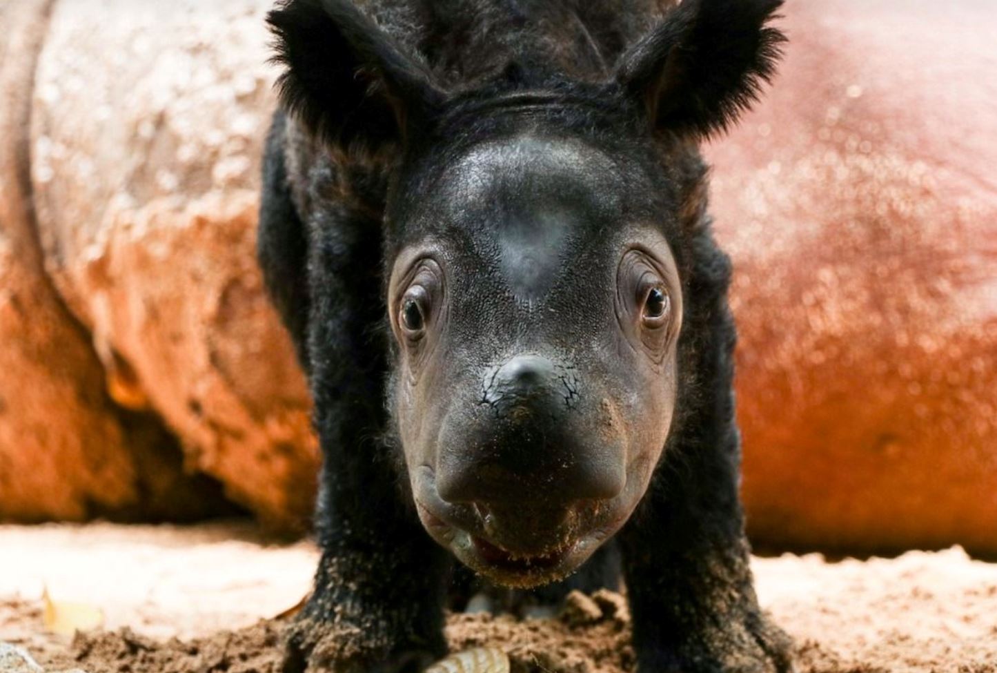 rare birth of endangered sumatran rhinos sparks hope for conservation of the species