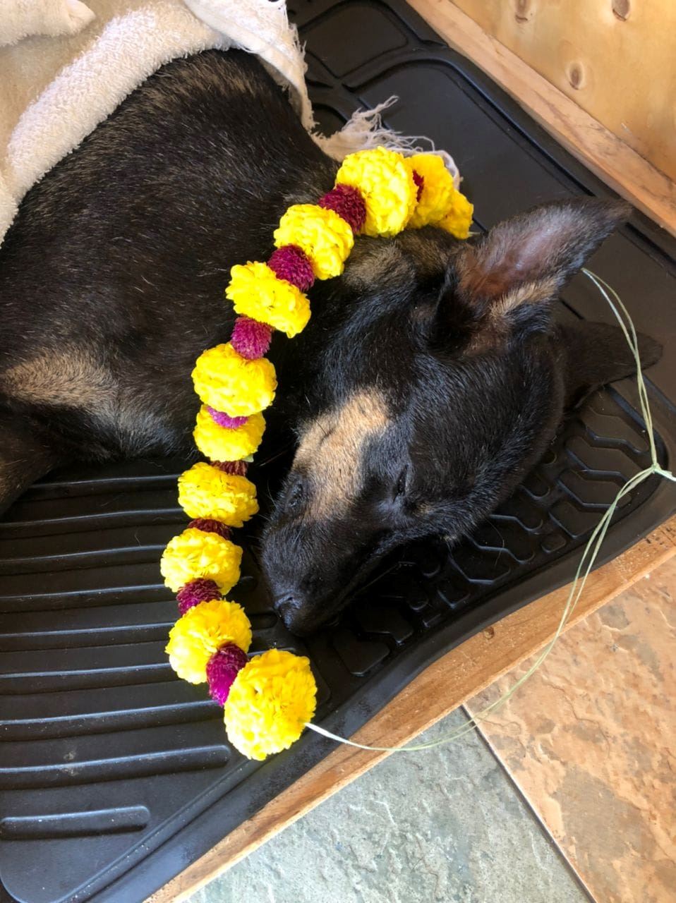 m’sian woman cautions pet owners after her dog dies from electrocution while on a walk