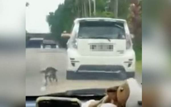 individu tarik anjing ketika kenderaan bergerak dikecam teruk, polis berjaya kesan suspek terbabit 