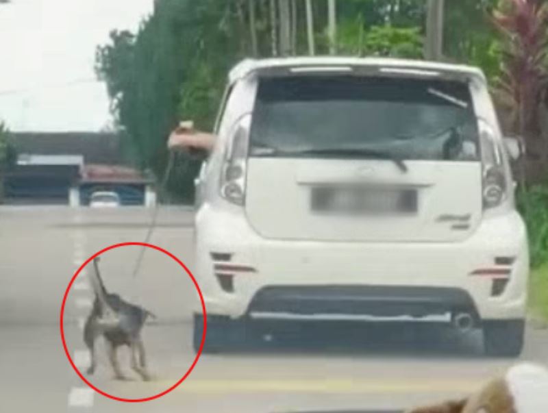 viral video shows poor doggo being pulled outside of moving car, owner claims he was dirty