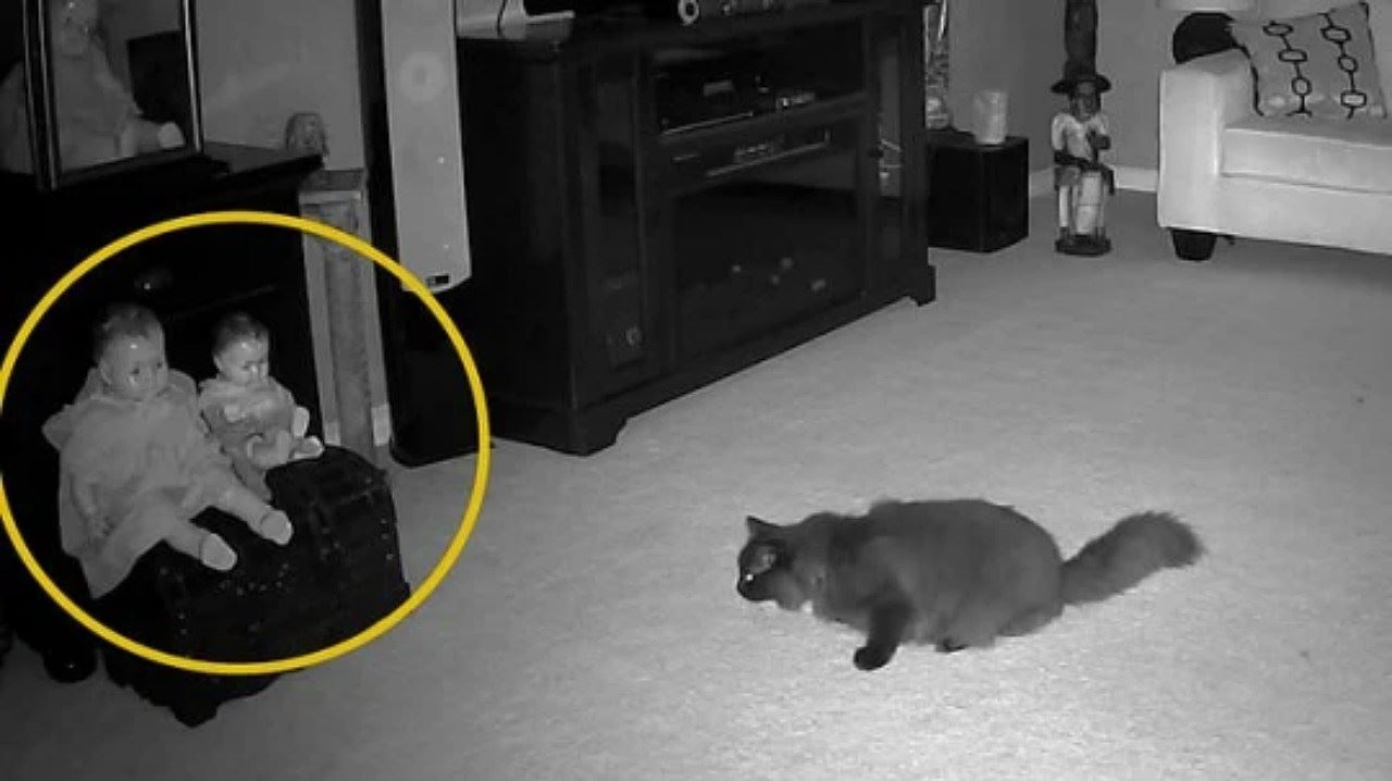[video] kucing lari ketakutan lihat asap misteri keluar dari anak patung
