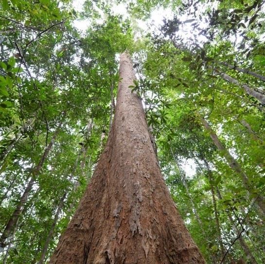 kayu ini sekeras besi, ini fakta mengenai kayu belian 