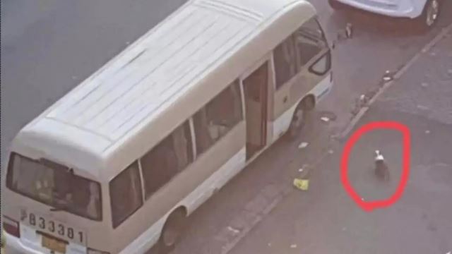 kejam! penduduk shanghai pukul anjing dengan penyodok sehingga mati kerana takut sebarkan covid