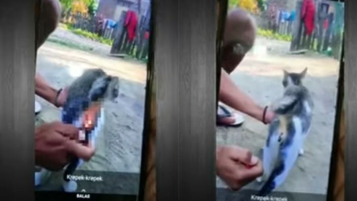 kejam! individu bakar mercun dalam dubur kucing diburu polis 