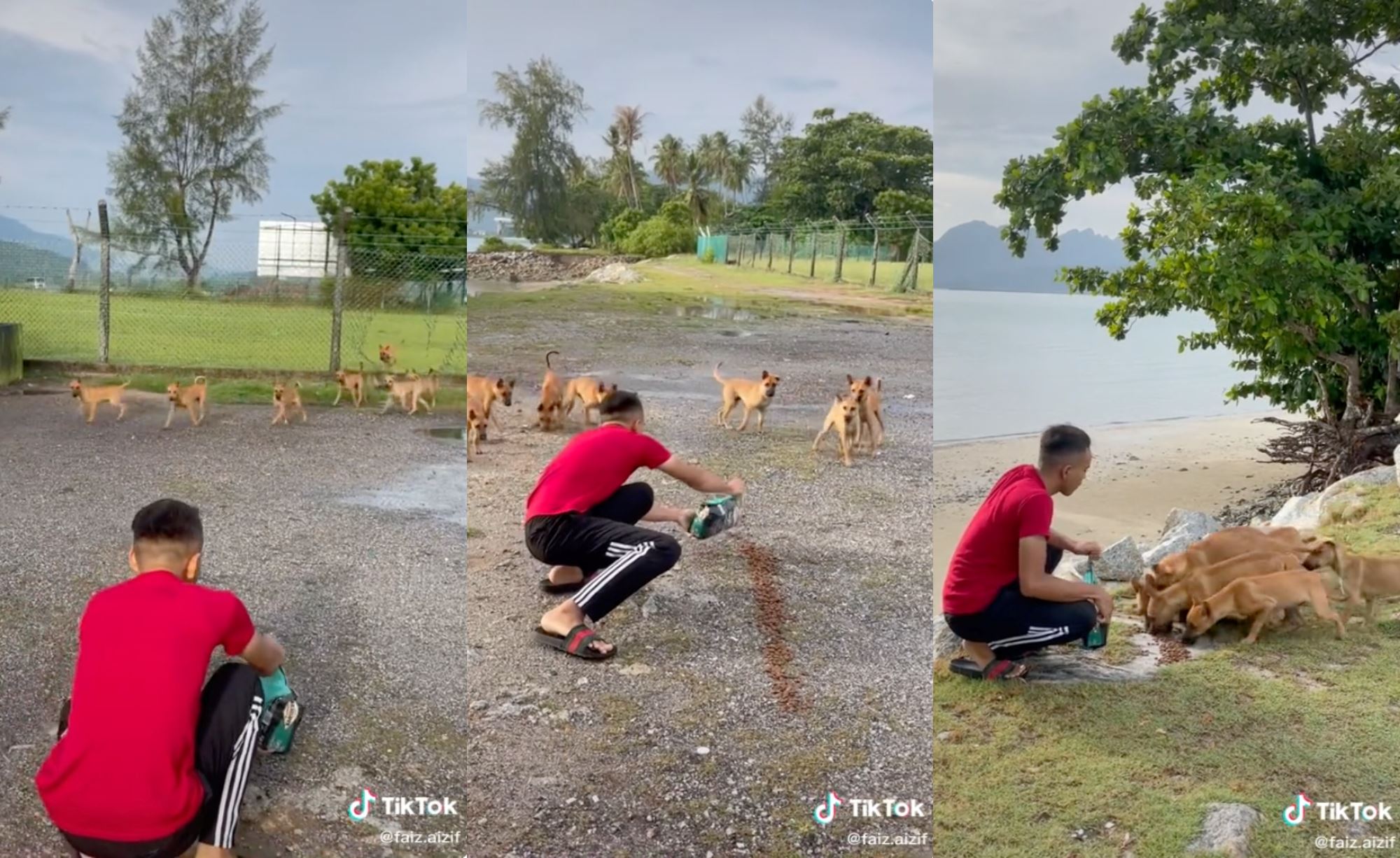 man in kedah forms special bond with stray dogs that he feeds occasionally