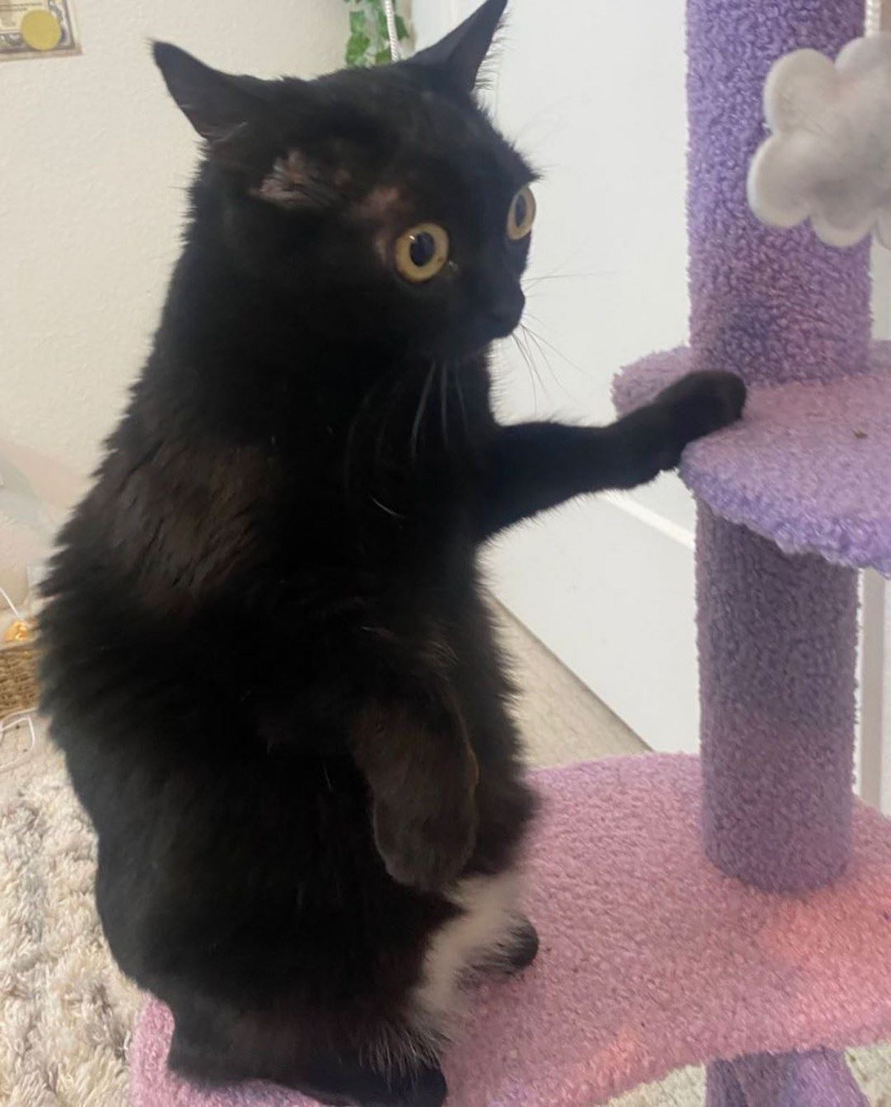 kucing hitam jadi datuk bandar di negeri dekat amerika syarikat