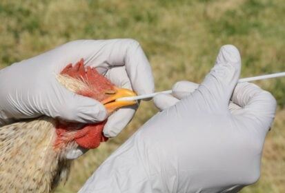 china rekod kes pertama jangkitan virus h3n8 ke manusia 