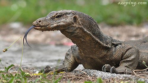 【趣闻】马六甲预花费rm8xx百万打造四脚蛇乐园？大马网友群嘲：我国官员真优秀！ 