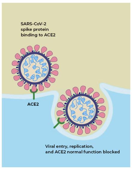 saintis cipta gula-gula getah boleh perangkap virus covid-19