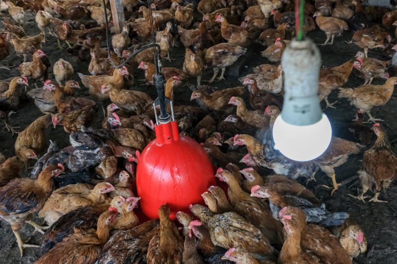 malaysia currently facing slight chicken oversupply, may be able to resume exports again