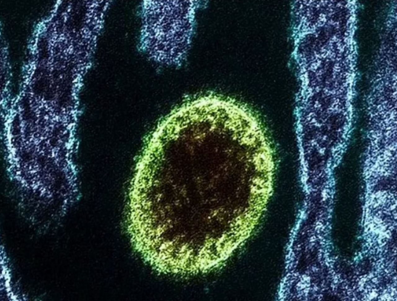 china keluar amaran, 35 orang dijangkiti virus langya