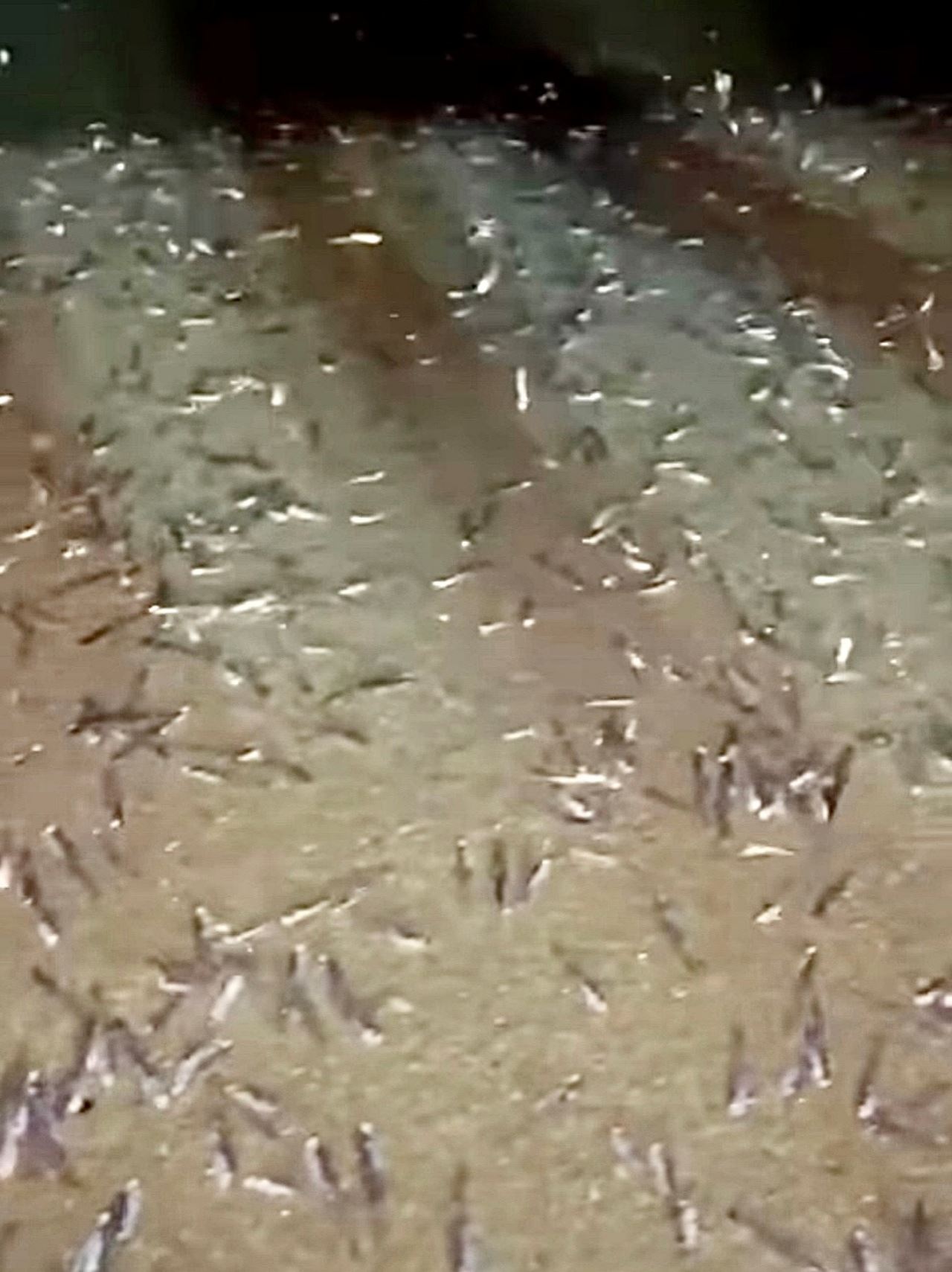 fenomena ikan bilis naik ke darat di pulau pangkor kejutkan ramai