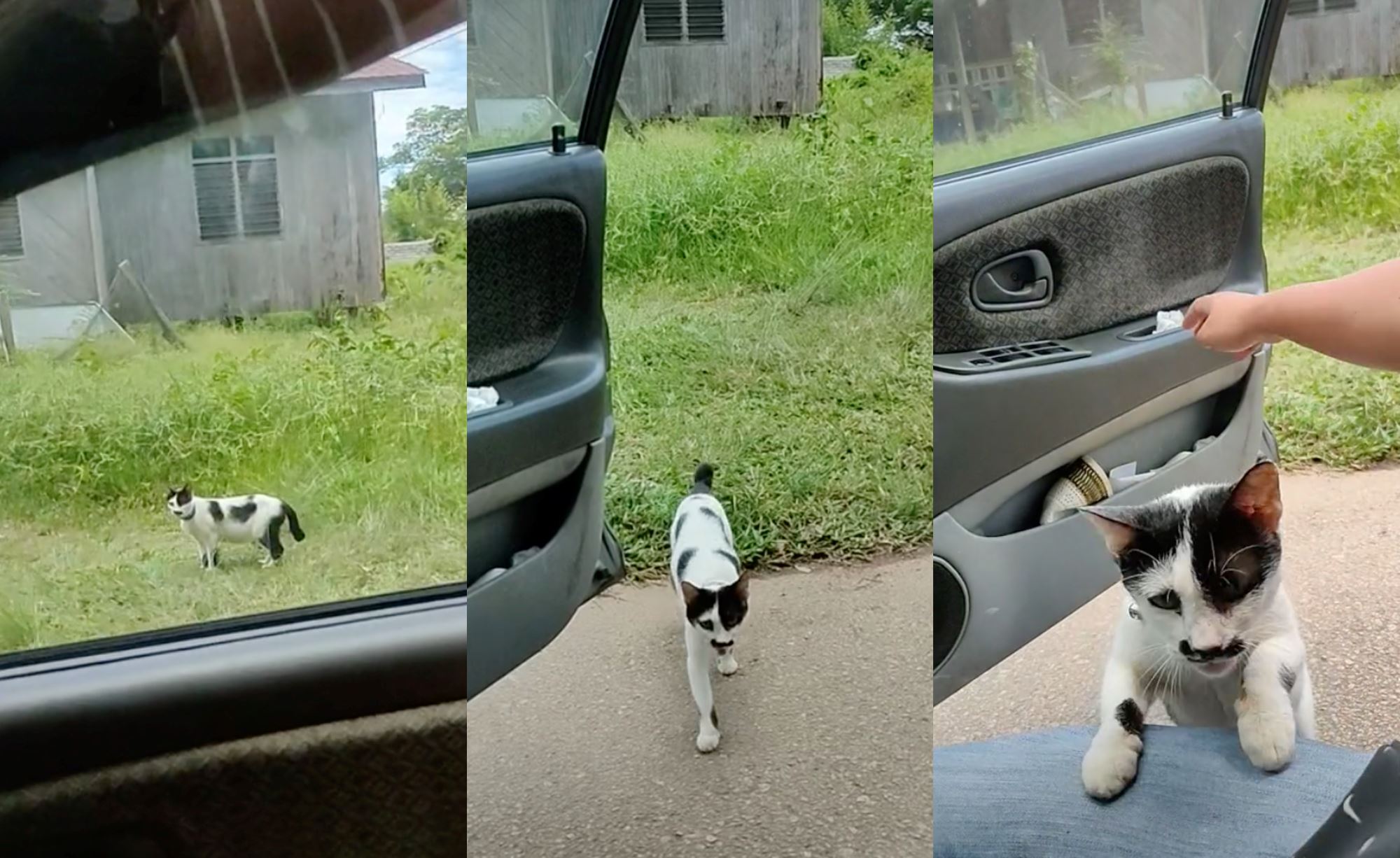“you’re his driver!” couple picks up cat from neighbour’s house with their car, netizens amused!