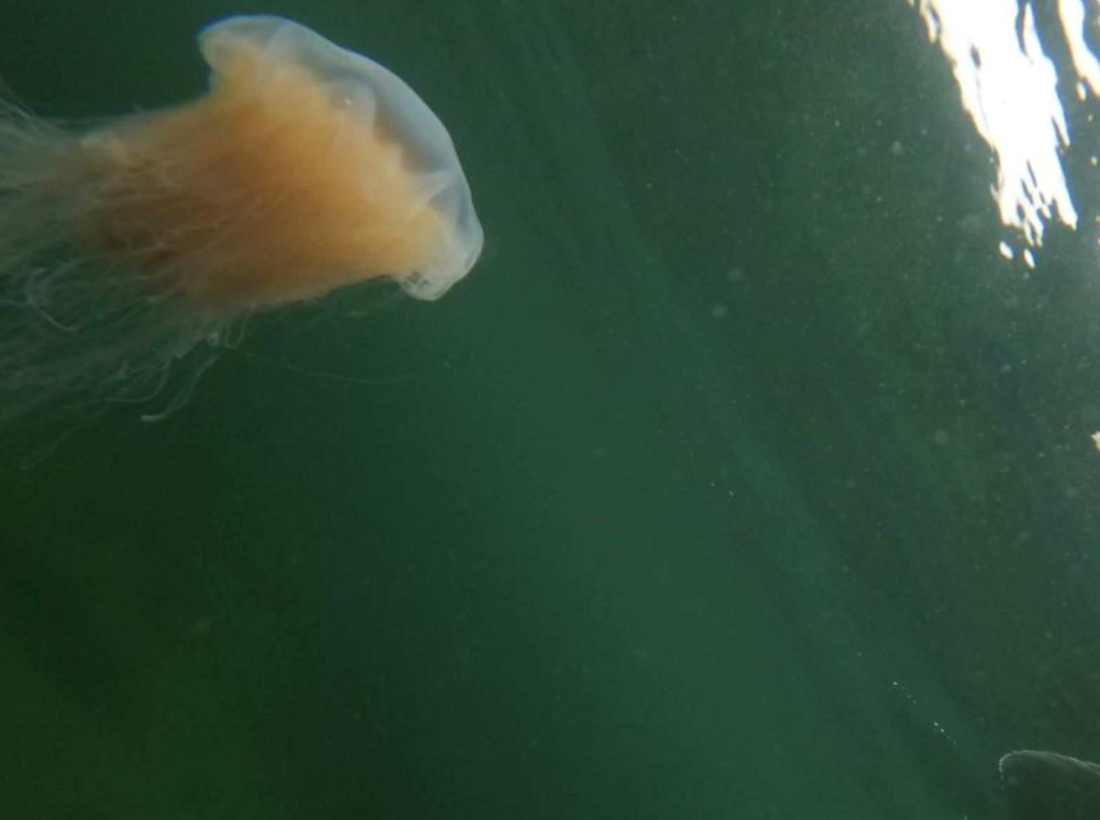 five-year-old french boy dies from jellyfish sting in pangkor island