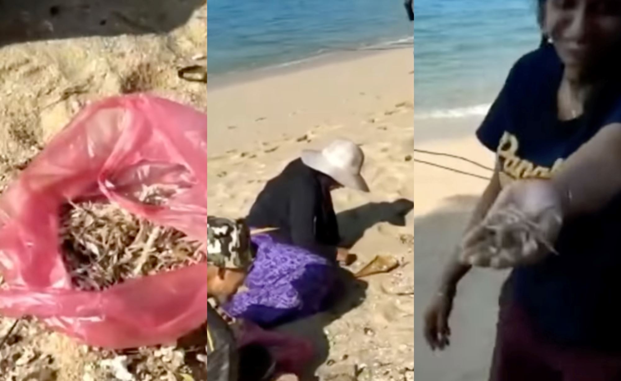 thousands of ikan bilis found on pulau pangkor beach, m’sians brought plastic bags to tapau them home