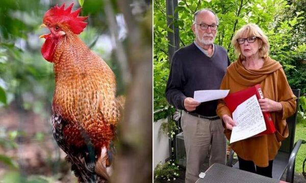 ayam jantan kena saman kerana berkokok 200 kali sehari