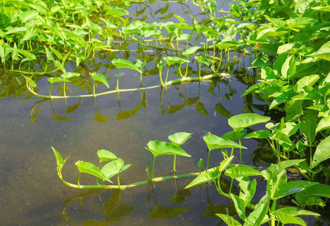 kangkung adalah antara tumbuhan berbahaya di amerika syarikat, ini sebabnya