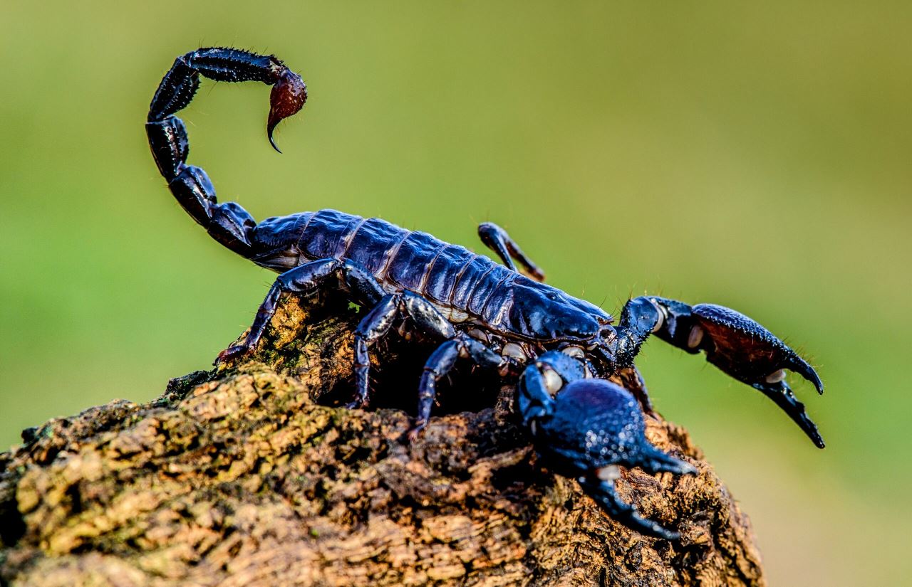 satu liter bisa kala jengking cecah hampir rm50 juta!