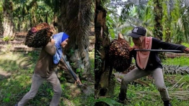 gadis berusia 21 tahun pilih kerja lasak, angkat kelapa sawit demi kelangsungan hidup