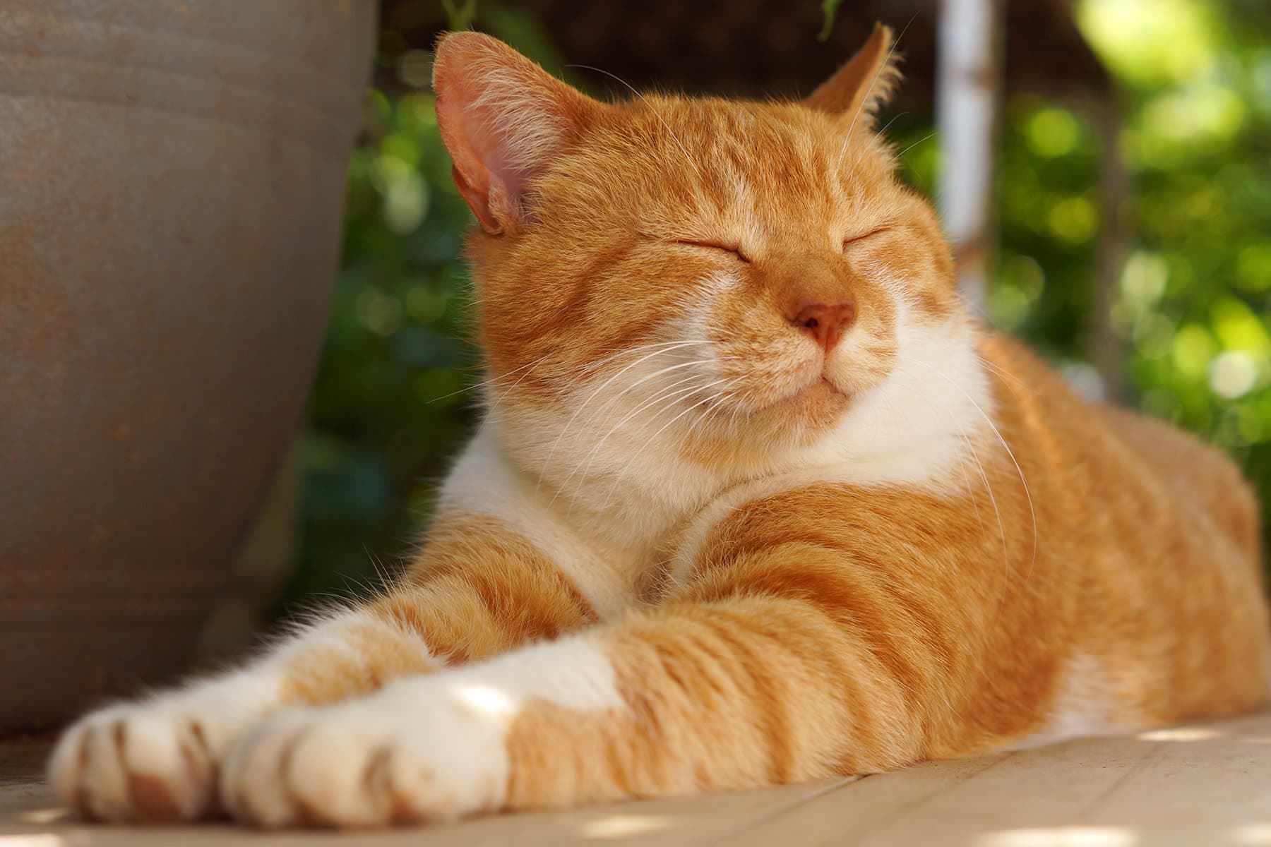 sebab apa kucing perlu hidu punggung kucing lain?