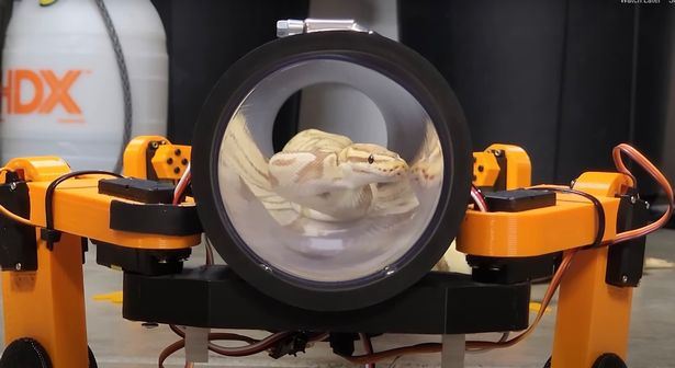 kesian ular tiada kaki, lelaki ini cipta kaki robot bantu ular jalan ‘normal’