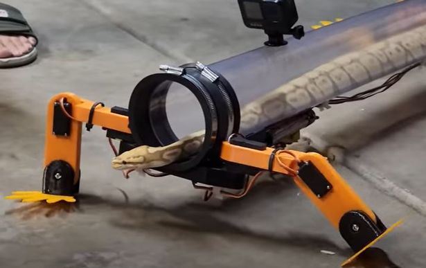 kesian ular tiada kaki, lelaki ini cipta kaki robot bantu ular jalan ‘normal’