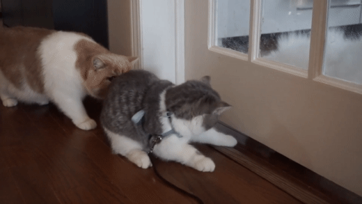 sebab apa kucing perlu hidu punggung kucing lain?