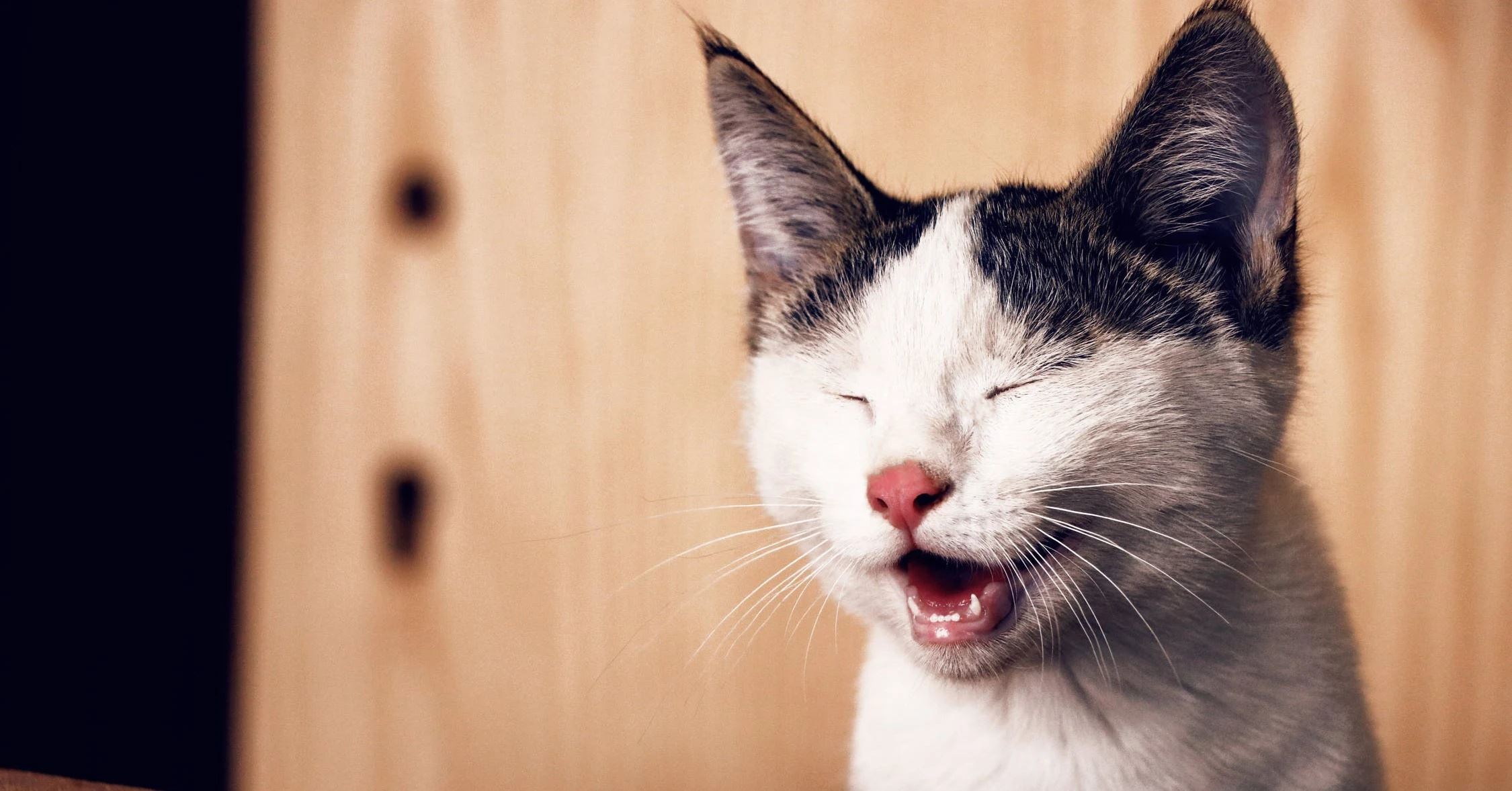 sebab apa kucing perlu hidu punggung kucing lain?