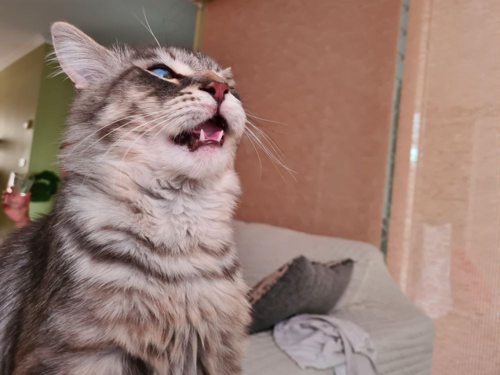 sebab apa kucing perlu hidu punggung kucing lain?