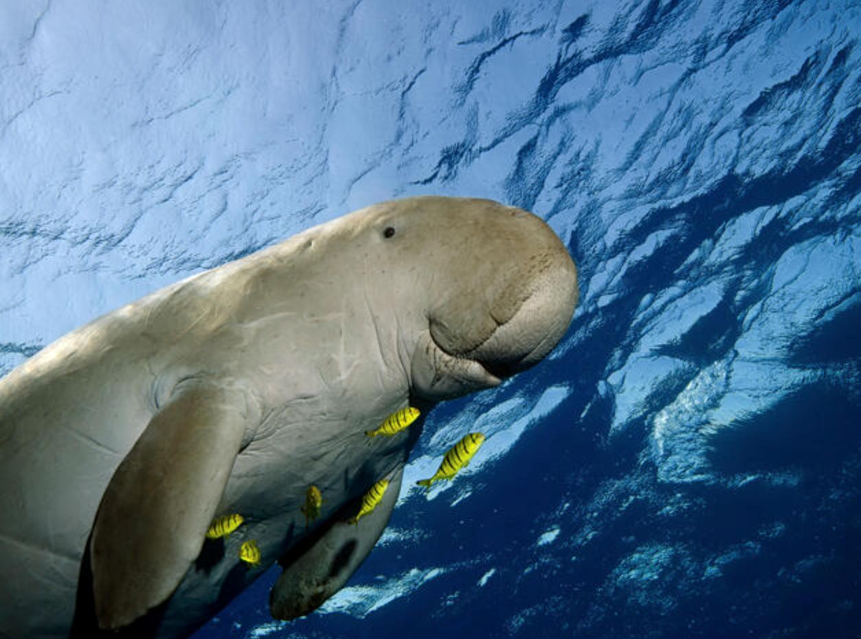 dugongs declared functionally extinct in china, listed as “vulnerable” around the world