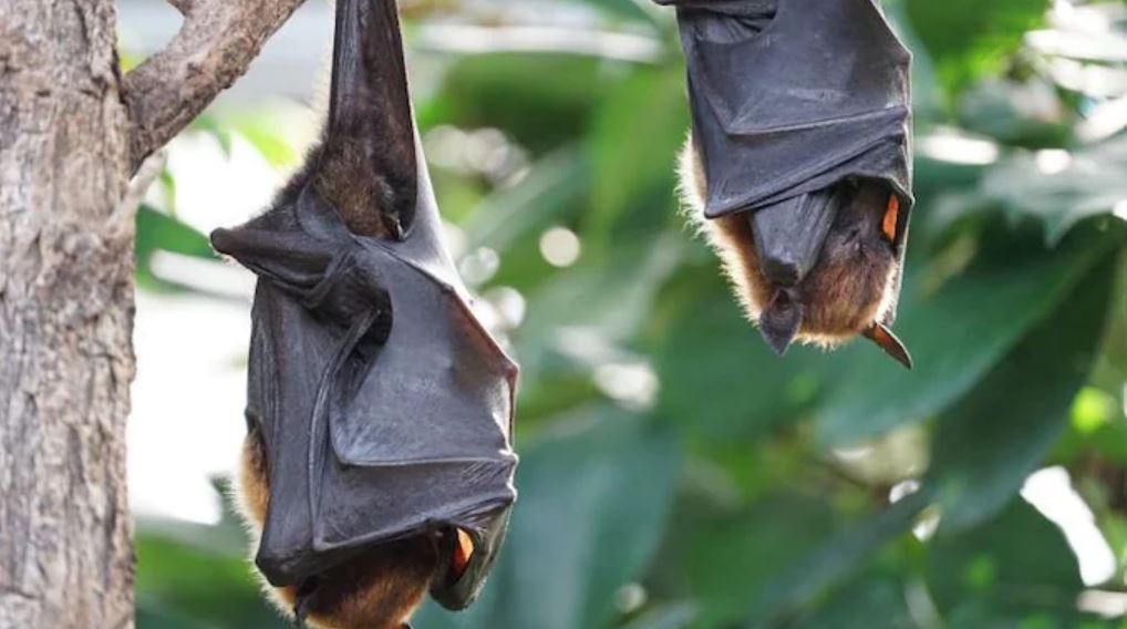 researchers discover covid-like virus in bats that “could spread to humans” in southern china