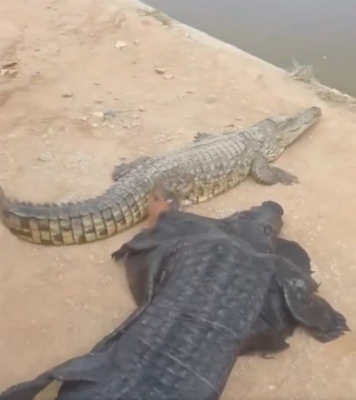 pakai kostum menyamar jadi buaya, tindakan lelaki ini tempah maut