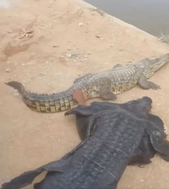 pakai kostum menyamar jadi buaya, tindakan lelaki ini tempah maut